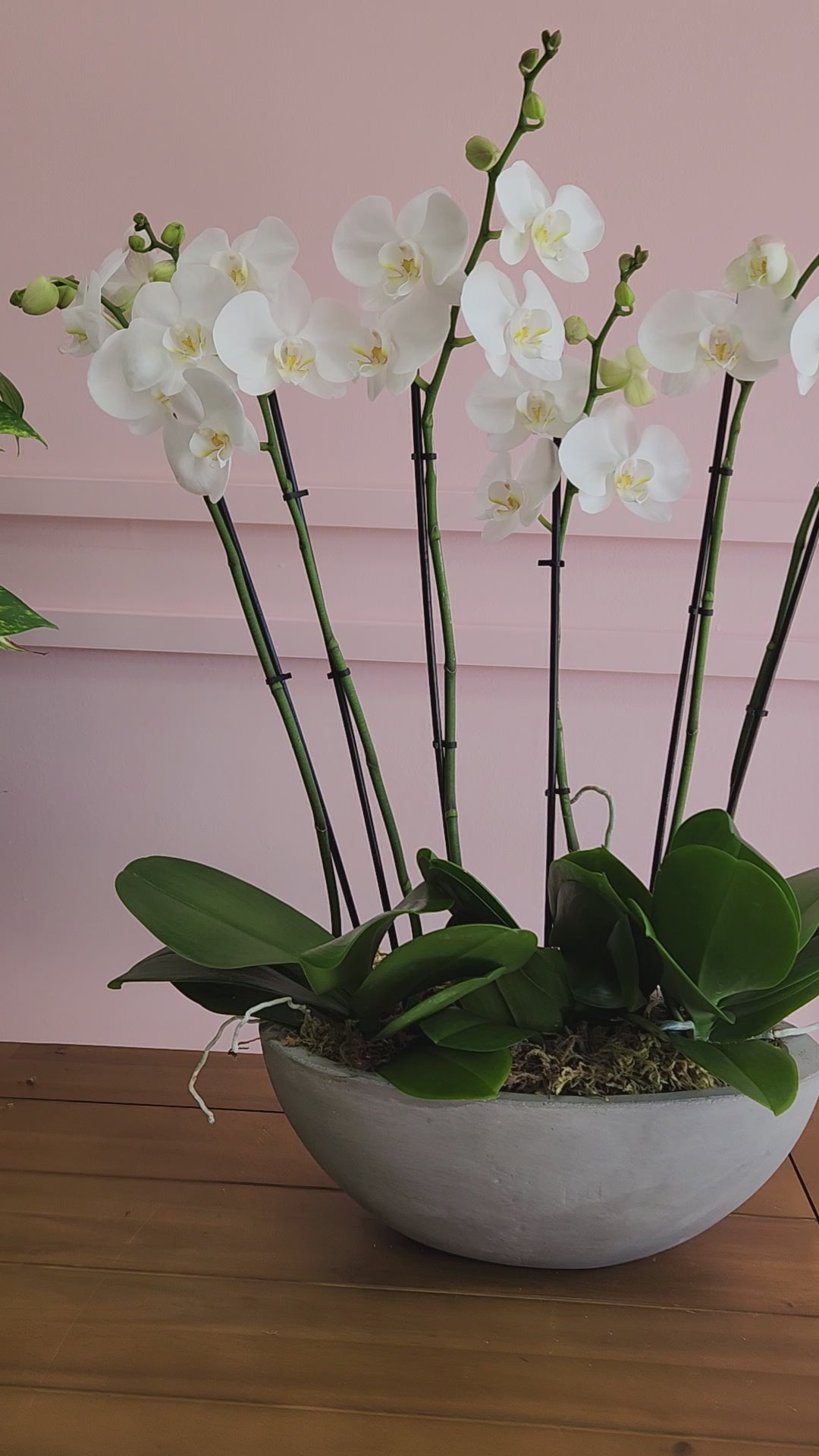 Triple The Elegance - 3 Orchid Planter